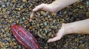 ALIANZA CACAO PERÚ Y COCOANECT DE HOLANDA SE ASOCIARON