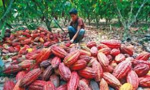 AMAZONAS: AUTORIDADES BUSCAN DENOMINACIÓN DE ORIGEN DEL CACAO