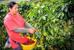 AMAZONAS: ENVÍOS DE CAFÉ ORGÁNICO SUMARON 7.141 TM