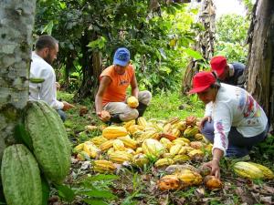 AMAZONAS: EXPORTACIONES SUMARON US$ 1.1 MILLONES EN PRIMER TRIMESTRE DEL AÑO