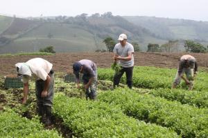 AMÉRICA LATINA Y ÁFRICA LIDERARÁN EL CRECIMIENTO DE LA PRODUCCIÓN AGRÍCOLA