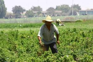 ANALIZARÁN SITUACIÓN DEL AGRO DE MADRE DIOS