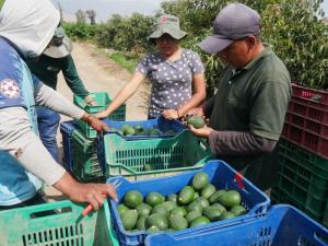 Áncash exportó 30 mil toneladas de palta hasta el mes de julio