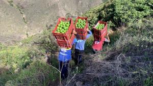 Áncash: líder nacional en exportación de palta fresca orgánica por quinto año consecutivo