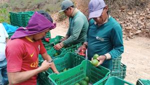 Áncash: palta de exportación llega a S/ 6 el kilo en Jimbe y Pamparomás