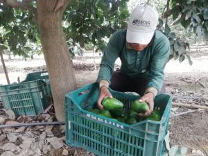 Áncash se posiciona como la mayor región productora de palta orgánica del Perú