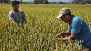 Apear preocupado ante sostenida caída del precio internacional del arroz