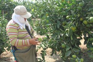 Aporte de Essalud Agrario es sobre el pago diario