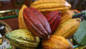 APPCacao: Indonesia aumenta demanda por cacao peruano