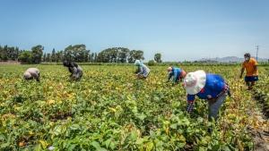 Aprueban reglamento de Ley de Saneamiento Físico-Legal y Formalización de predios rurales