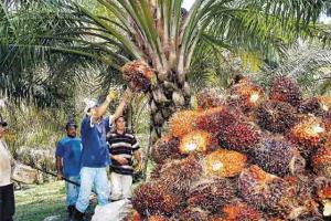 ÁREA DE PALMA ACEITERA SE QUINTUPLICÓ EN PERÚ EN LOS ÚLTIMOS 15 AÑOS