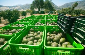 Área de palta en nuestro país crecería  25% en 5 años