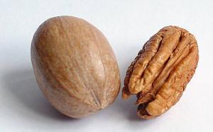 ÁREAS DESTINADAS AL CULTIVO DE PECANAS CRECEN POR AÑO 10% 