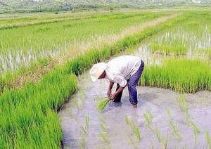 AREQUIPA: 3 MIL HECTÁREAS DE ARROZ RESULTARÍAN AFECTADAS POR EL NIÑO