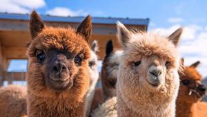 Arequipa concentra el 12.7% de la población nacional de alpacas
