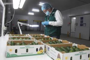 Arequipa exportó 3.600 toneladas de palta Hass pese a la emergencia sanitaria