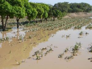 AREQUIPA: INCREMENTO DEL CAUDAL DEL RÍO OCOÑA AFECTA CULTIVOS DE ARROZ