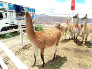 AREQUIPA ORGANIZA SIMPOSIO DE CAMÉLIDOS SUDAMERICANOS