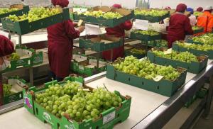 Argentina abrió sus puertas para la uva de mesa peruana