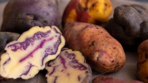 Articulación público-privada impulsa cultivo de papa nativa en Áncash con garantía de compra