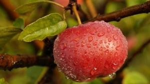 Así debemos lavar las manzanas para comérnoslas sin peligro (y el agua no ayuda aquí)