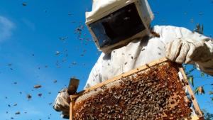 Atención: mañana instalan Mesa Técnica para fortalecer al sector apícola