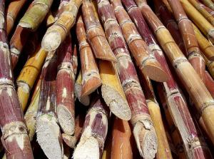 AVANZA LA PRODUCCIÓN DE CAÑA DE AZÚCAR EN UCAYALI 