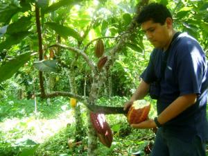 AVANZA LA SELECCIÓN DE MUESTRAS PARA EL VII CONCURSO NACIONAL DEL CACAO