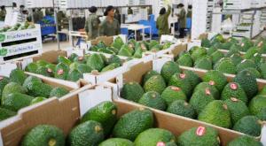 Avanzan las gestiones para abrir el mercado colombiano a la palta Hass de Perú