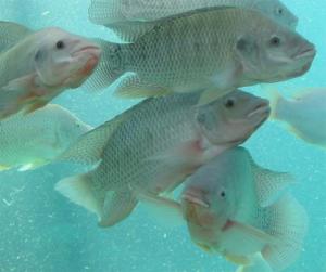 BACTERIA ENRIQUECE ALIMENTO BALANCEADO PARA TILAPIA