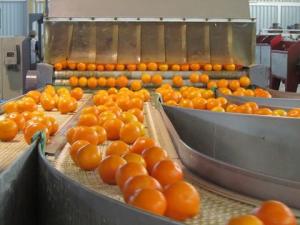 BETA PRODUCIRÍA 6.500 TM DE MANDARINA Y 8.500 TM DE TANGELOS ESTE AÑO