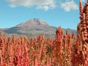 BOLIVIA CREARÍA CENTRO INTERNACIONAL DE LA QUINUA