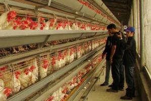 BRASIL: SITUACIÓN DIFÍCIL PARA EL SECTOR DE POLLOS