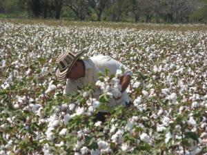 BUSCAN AUMENTAR ÁREAS DE CULTIVO DE ALGODÓN EN EL NORTE