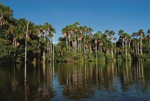 BUSCAN EVITAR DEFORESTACIÓN DE BOSQUES EN MADRE DE DIOS