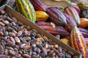 Cacao peruano despierta el interés de importadores alemanes