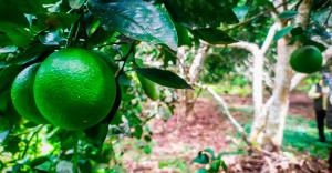 Caería producción de limón en Tumbes