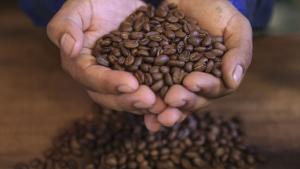 Cafés especiales ya representan el 20% de las exportaciones totales del grano peruano