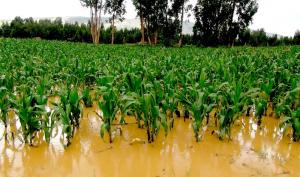 Cajamarca: ante eventos climáticos, activan Seguro Agrícola con una inversión de S/ 2.2 millones