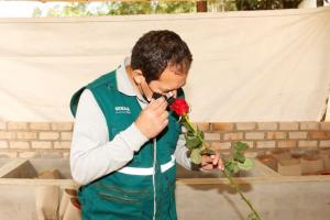 Cajamarca exporta primer lote de rosas post pandemia