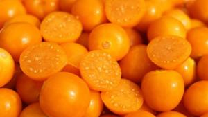 Cajamarca: impulsan proyectos para fortalecer producción de aguaymanto, arándanos y fresas