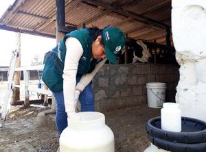 Cajamarca: monitorean presencia de contaminantes en leche fresca