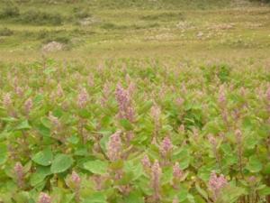 CAJAMARCA: PROYECTA AUMENTAR ÁREA SEMBRADA DE QUINUA, TARWI Y HABA