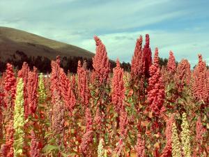 CAJAMARCA: PROYECTAN EXPORTAR 60  TONELADAS DE QUINUA