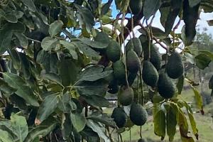 California proyecta cosechar 94.3 millones de kilos de palta en la presente temporada, volumen algo menor que la temporada pasada