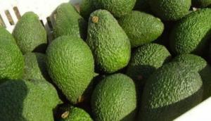 Camet Trading envía primer contenedor de palta a la India por vía marítima