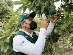 Campaña de exportación de palta peruana en 2020 superó las 400 mil toneladas