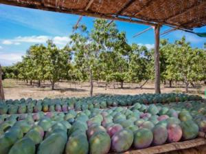 Campaña peruana de mango 2019/2020 podría marcar nuevo record