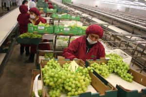 Campaña peruana de uva de mesa se está extendiendo gracias a las uvas tardías