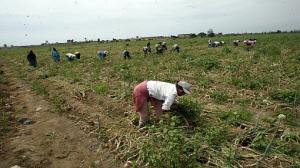 CAMPESINOS DE APURIMAC DERROTARON LA DESERTIFICACIÓN DE SUS TIERRAS